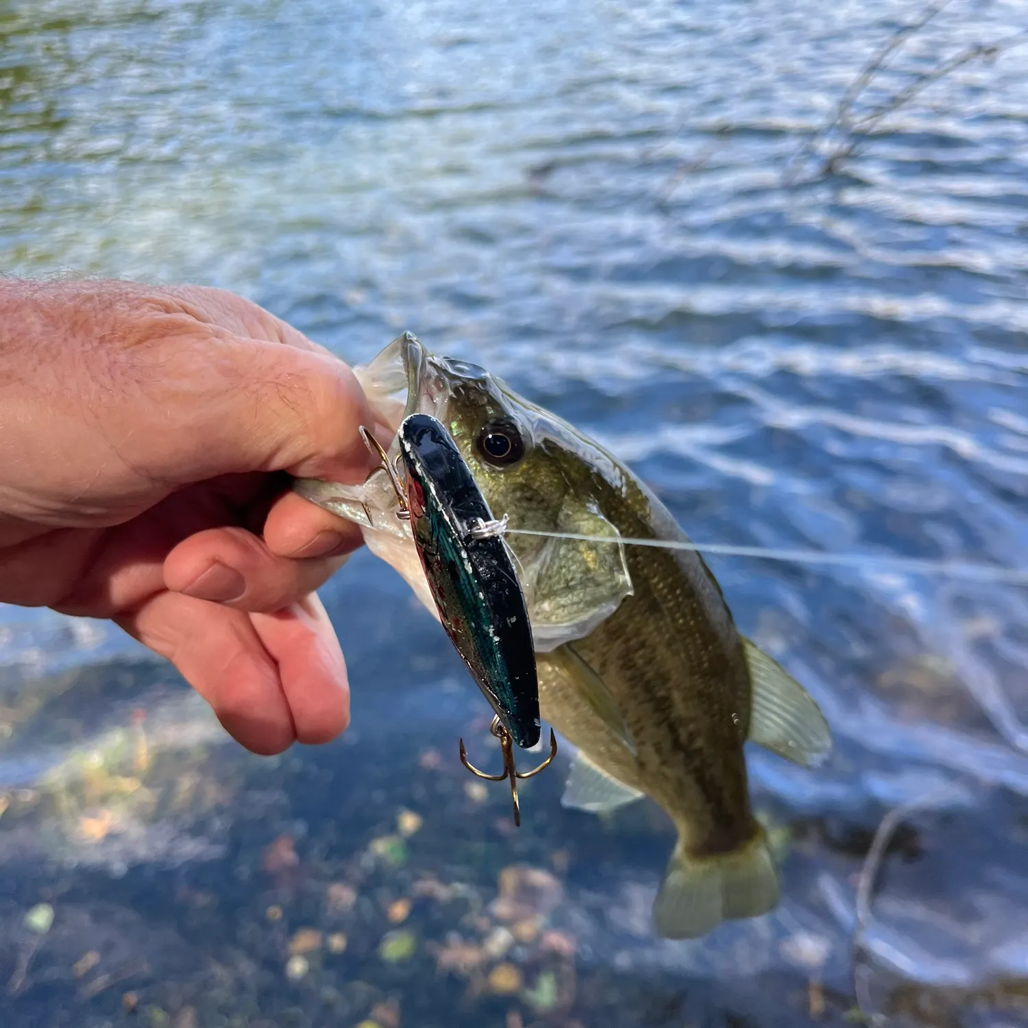 Largemouth bass caught on Fishbrain