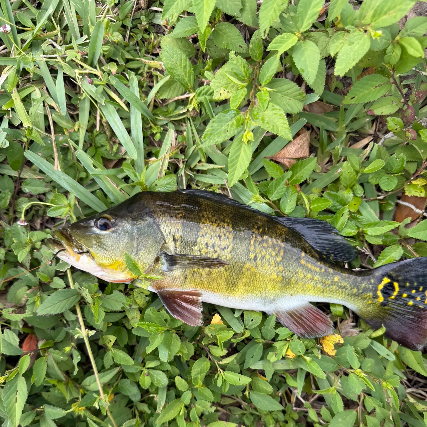 Butterfly peacock bass caught on Fishbrain
