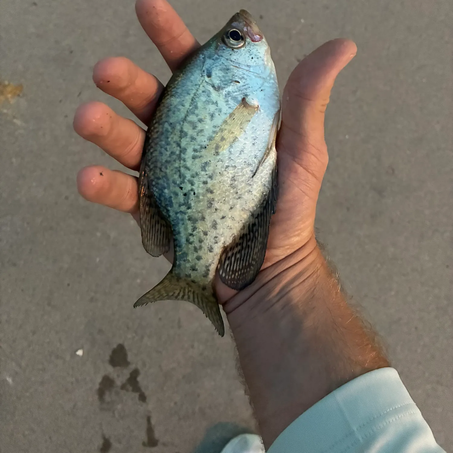 Black crappie caught on Fishbrain