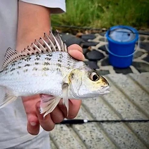 The most recent Javelin grunter catches on Fishbrain