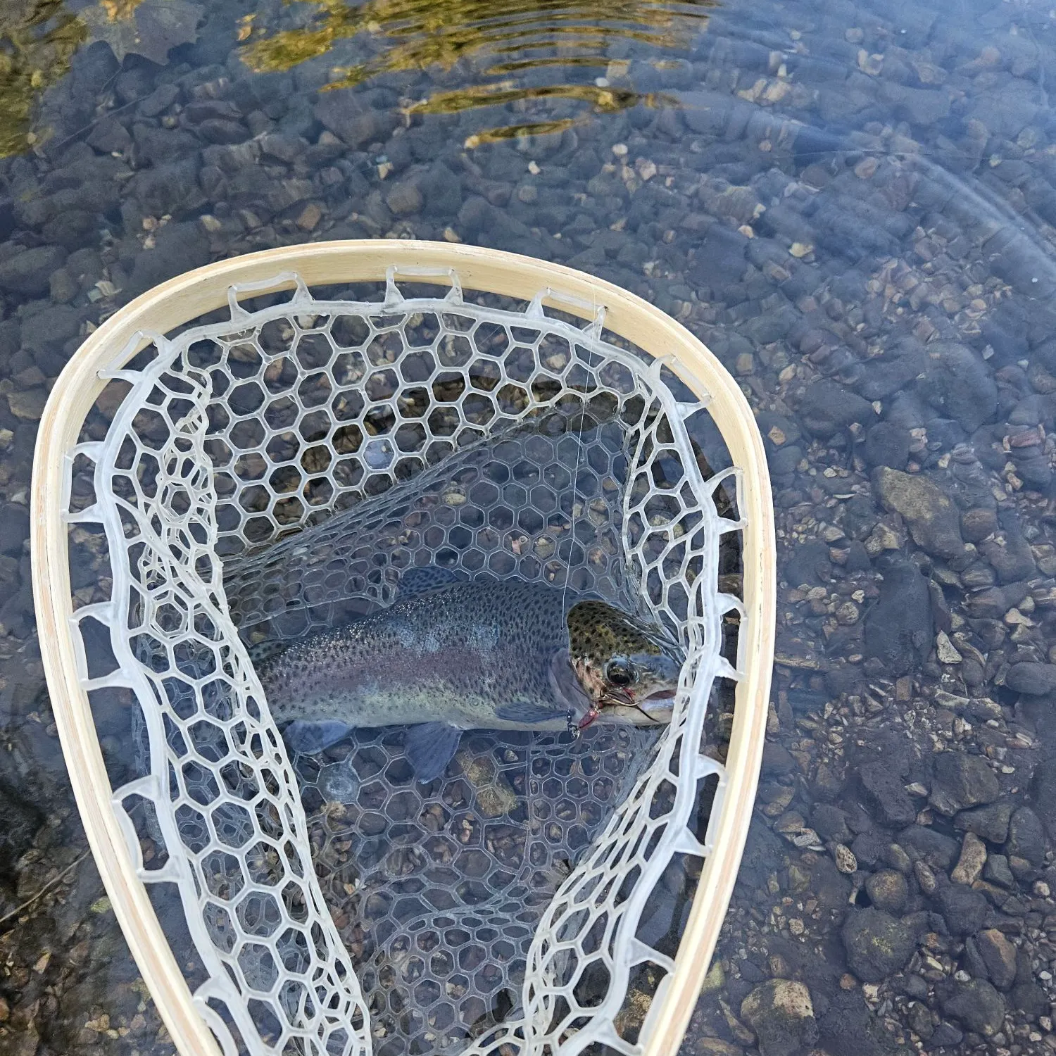 Rainbow trout caught on Fishbrain