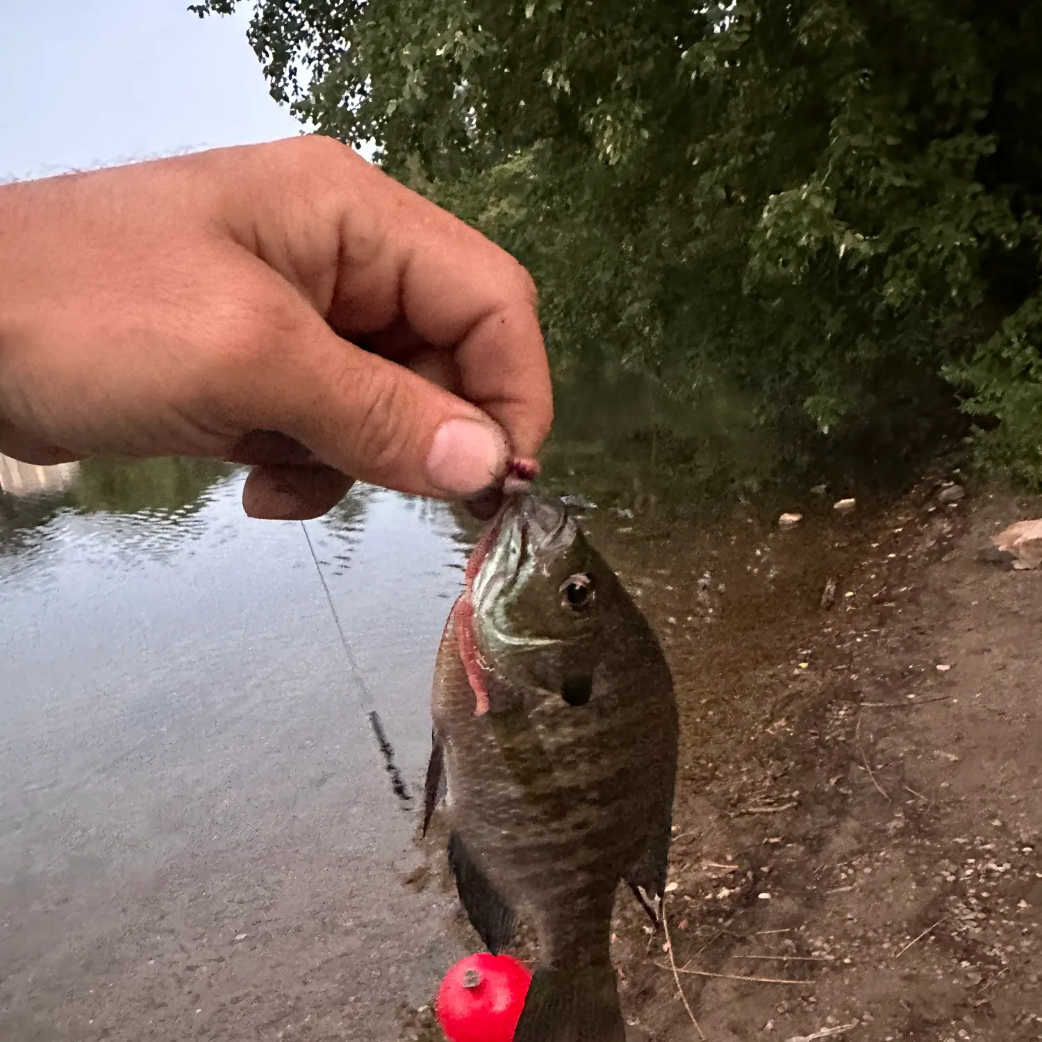 Bluegill caught on Fishbrain