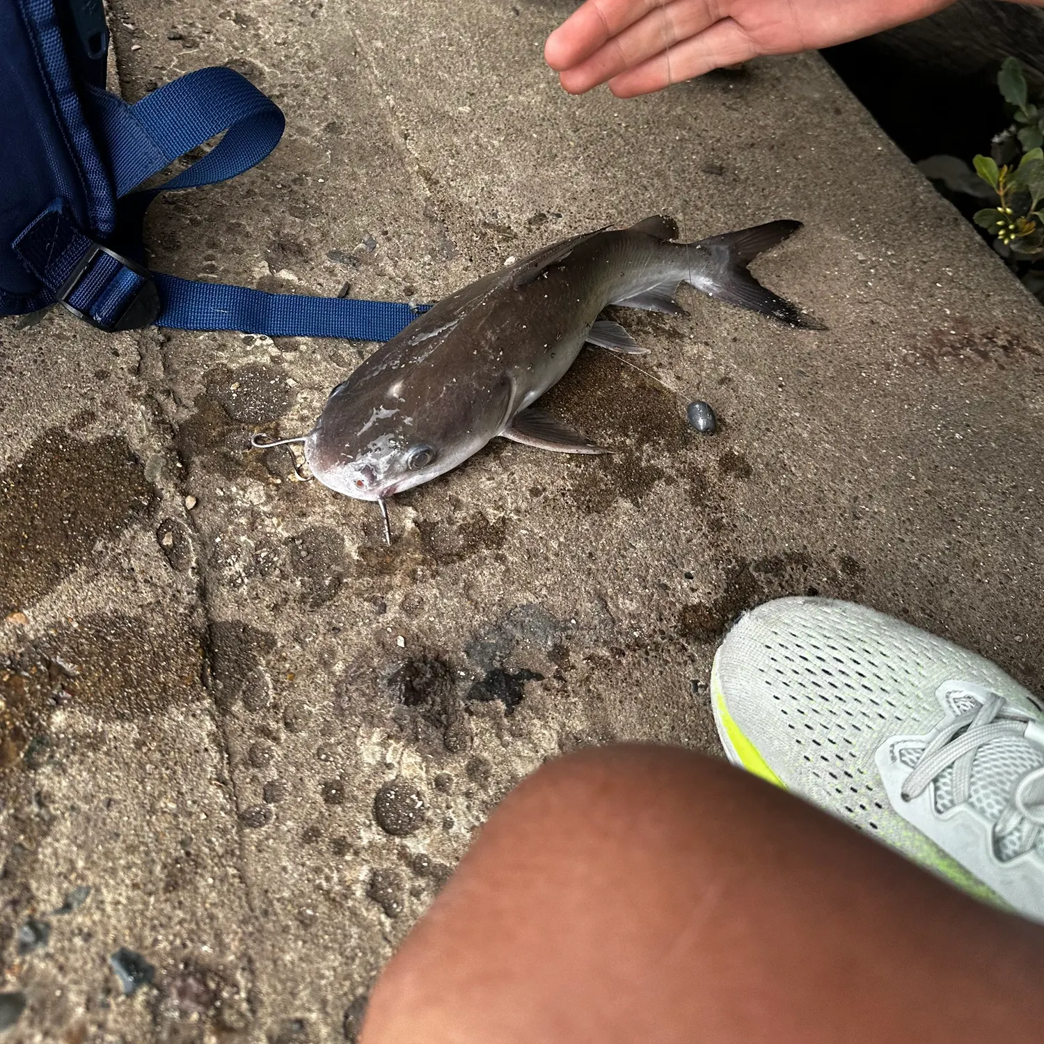 The most recent Blue salmon catfish catches on Fishbrain