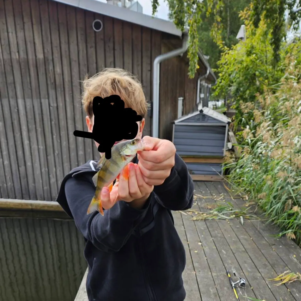 European perch caught on Fishbrain