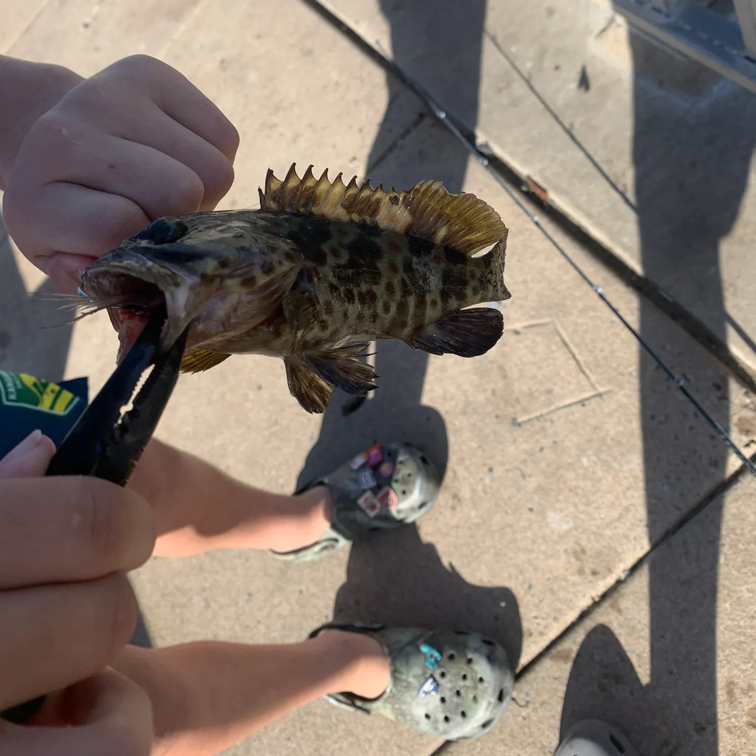 The most recent Orange-spotted grouper catches on Fishbrain