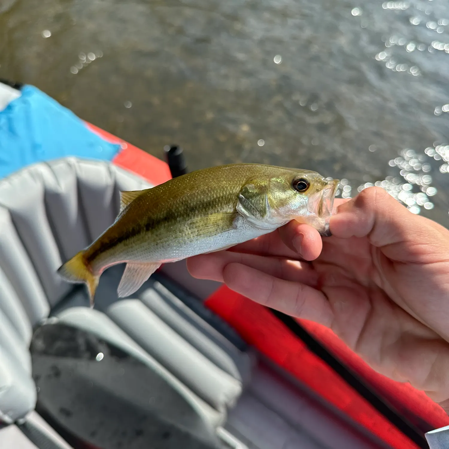 Spotted bass caught on Fishbrain