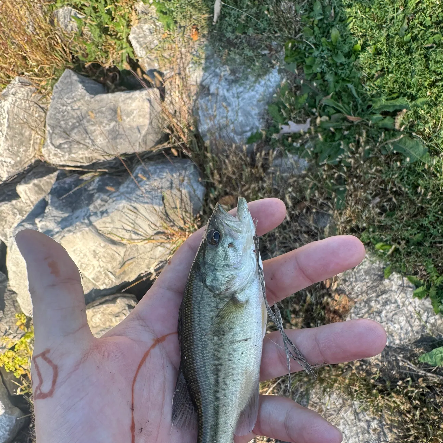 Largemouth bass caught on Fishbrain