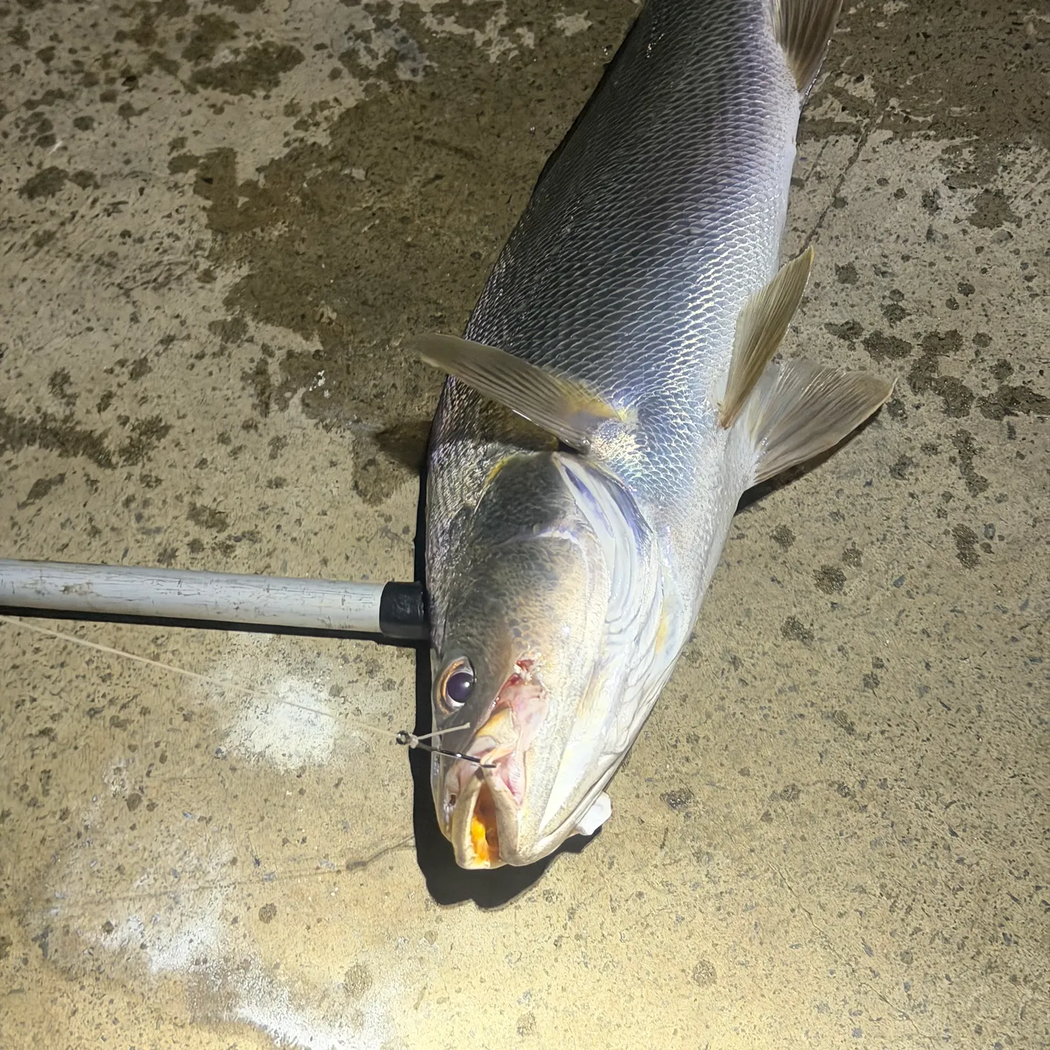 The most recent Japanese meagre catches on Fishbrain