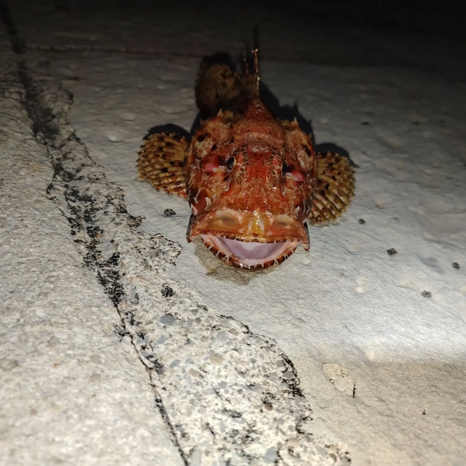 The most recent Tassled scorpionfish catches on Fishbrain