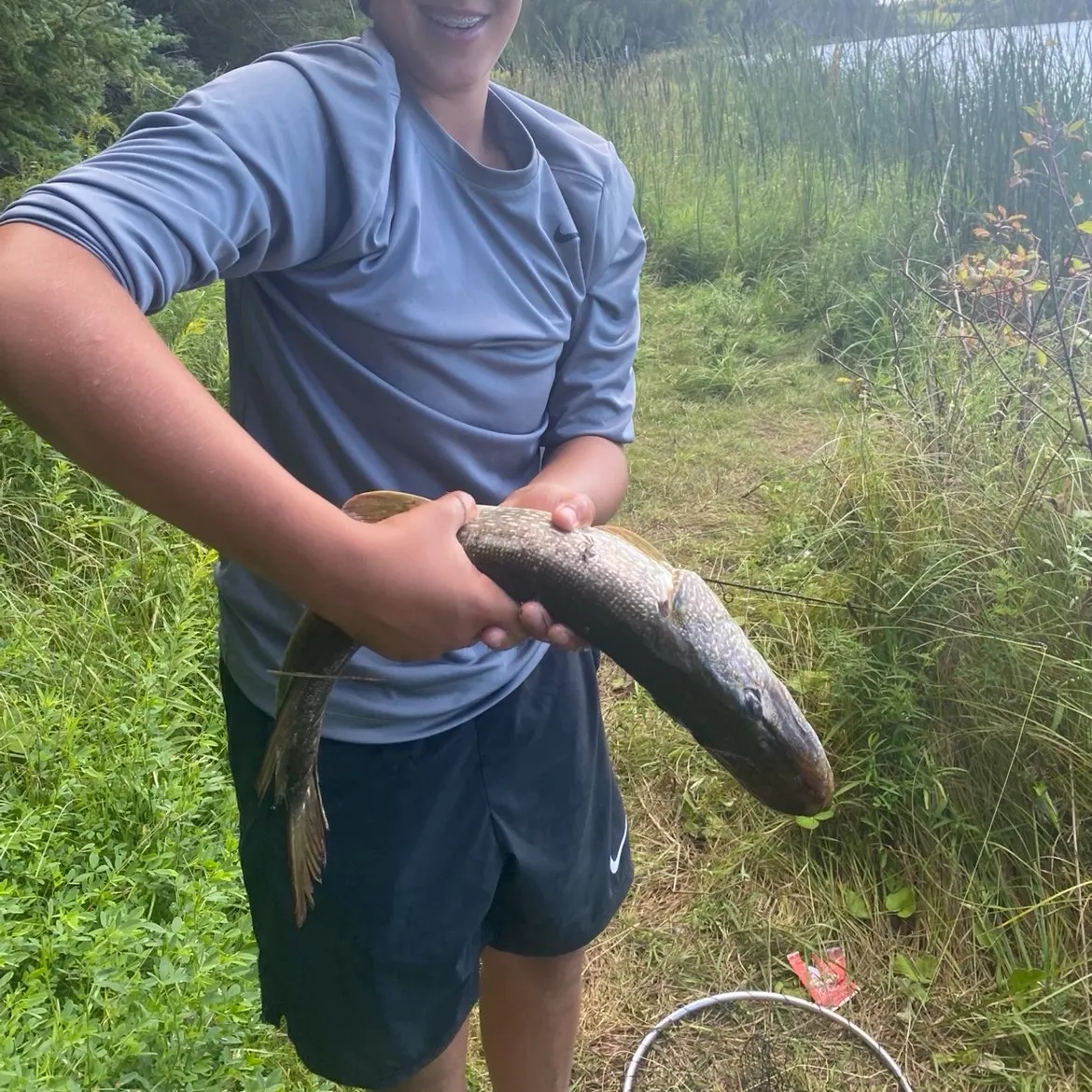 Northern pike caught on Fishbrain