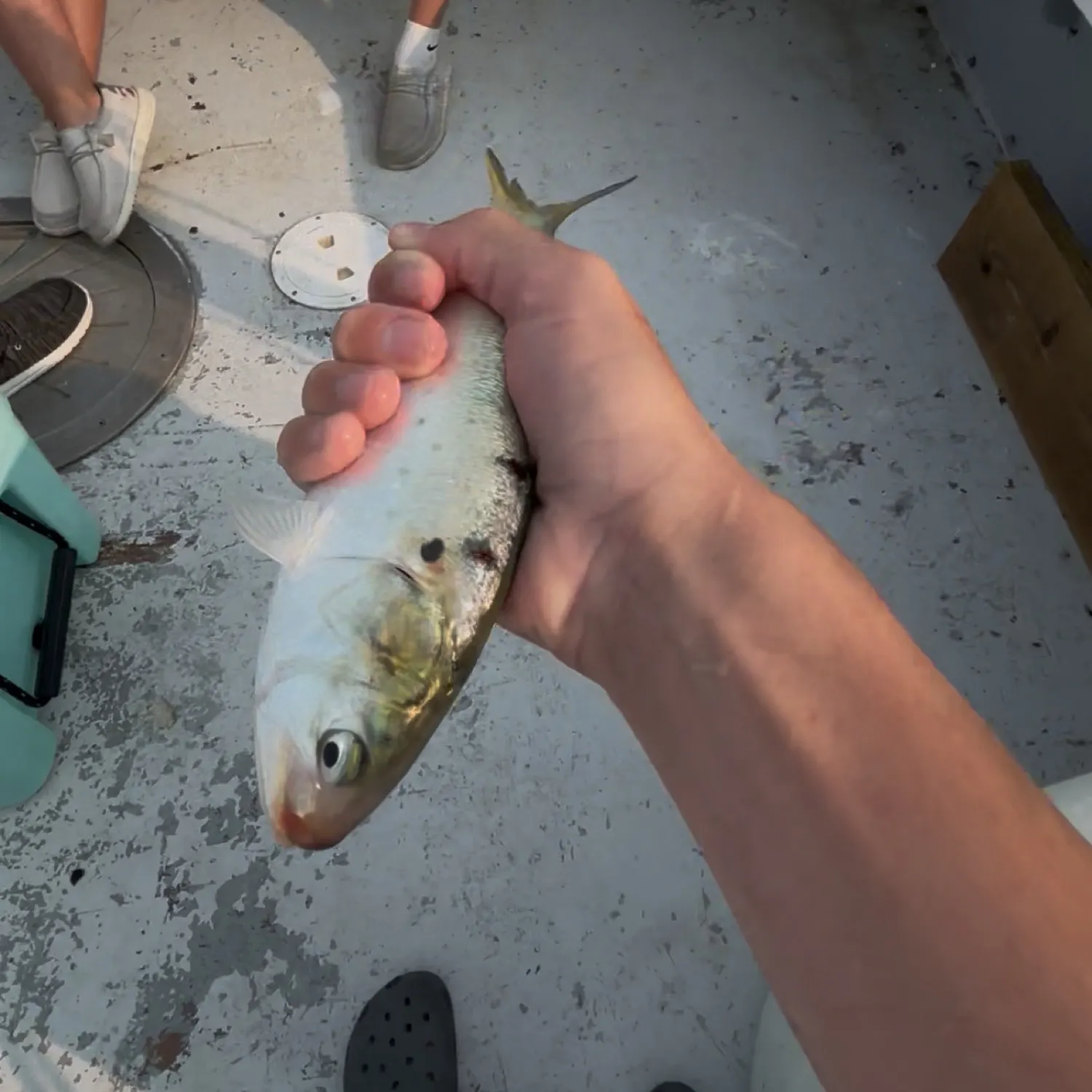 The most recent Yellowfin menhaden catches on Fishbrain