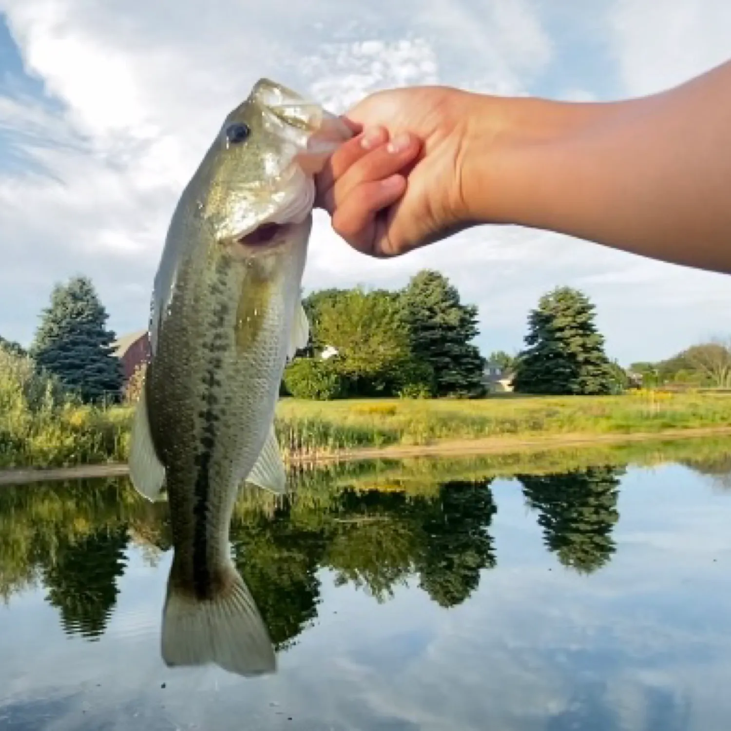 Largemouth bass caught on Fishbrain