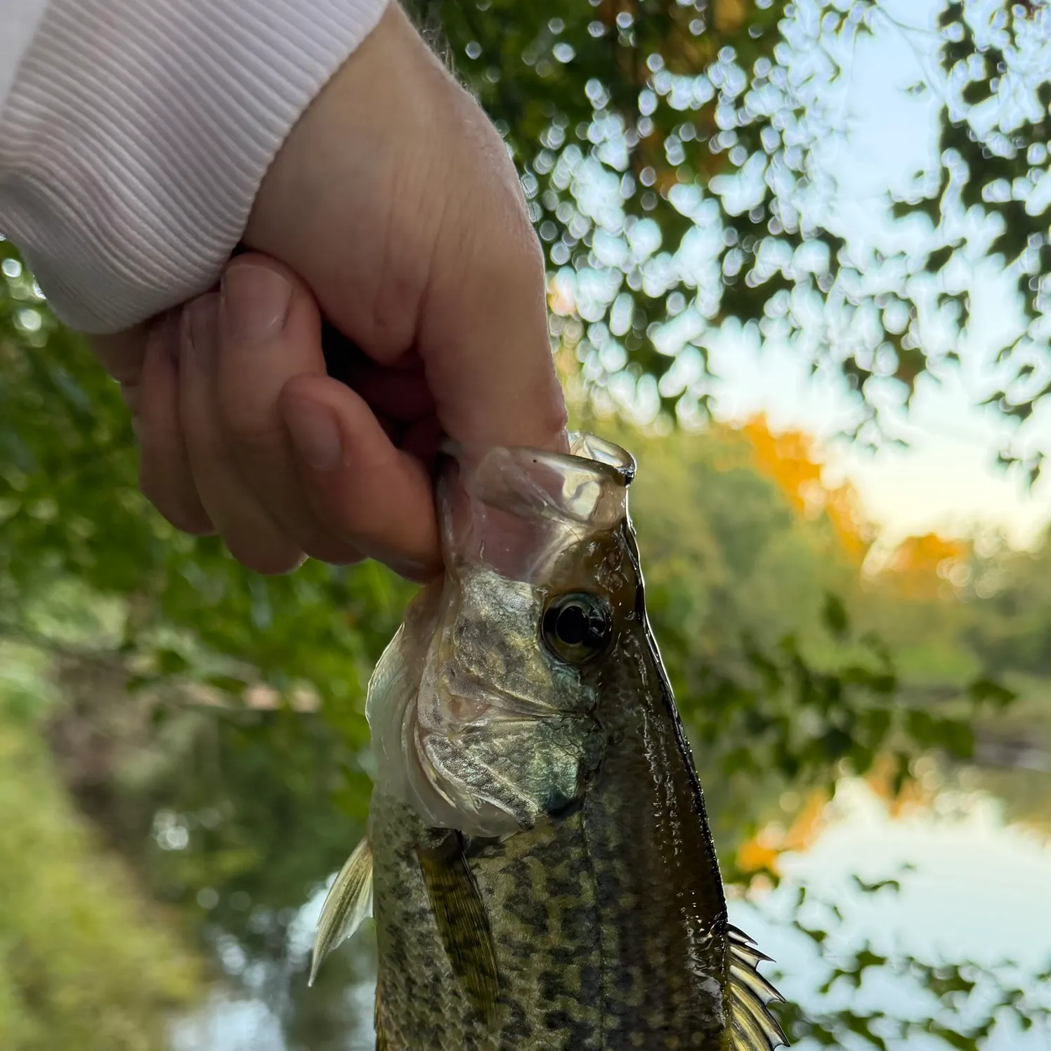 Magnolia crappie caught on Fishbrain