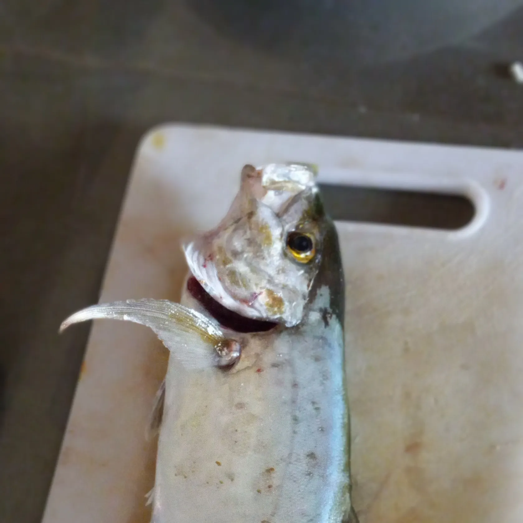 The most recent Greater amberjack catches on Fishbrain