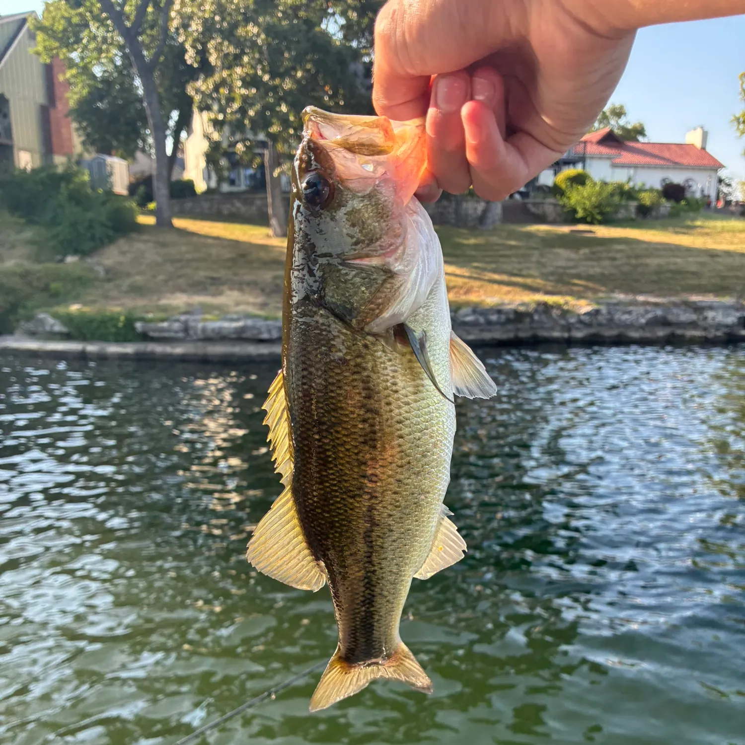 Largemouth bass caught on Fishbrain