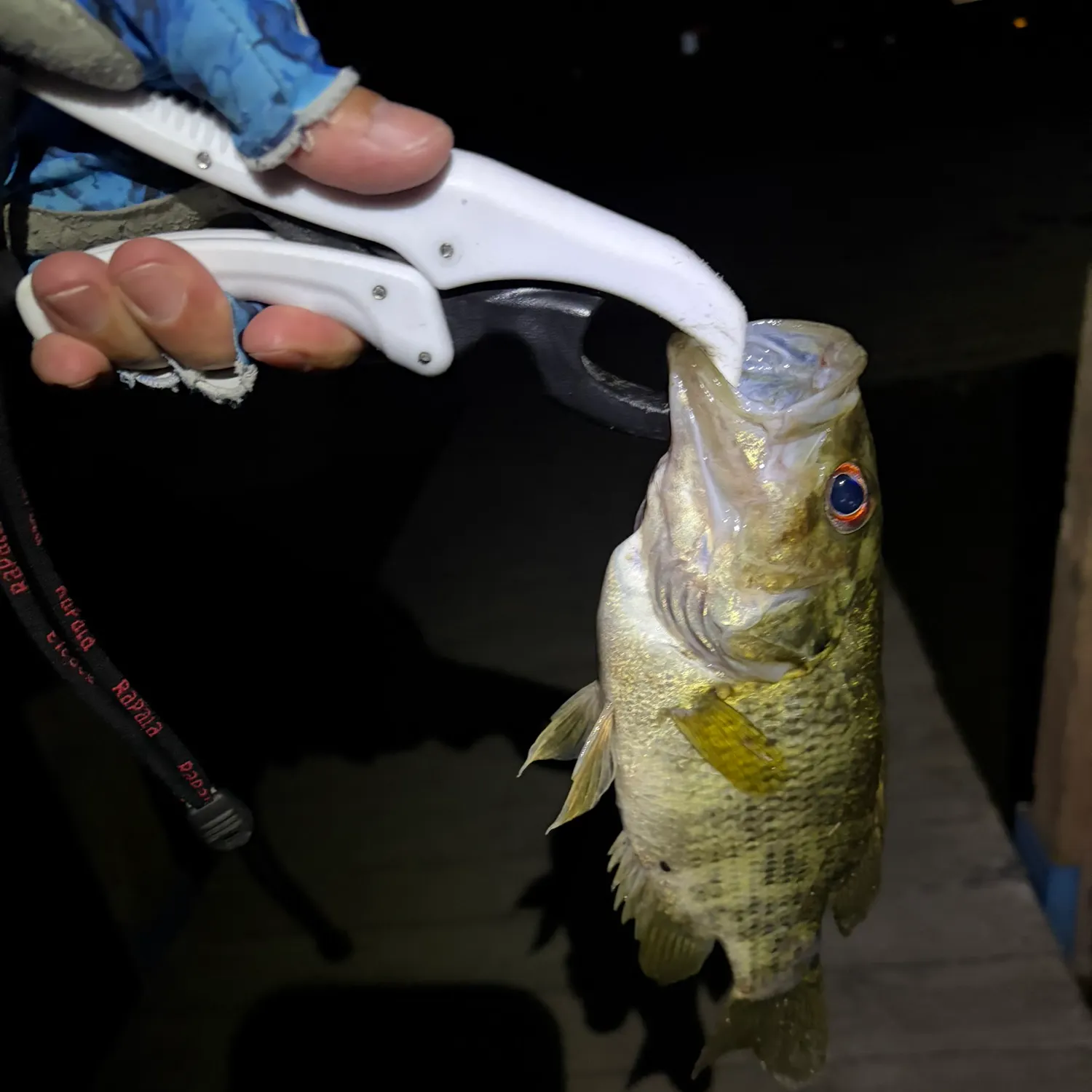 Rock bass caught on Fishbrain