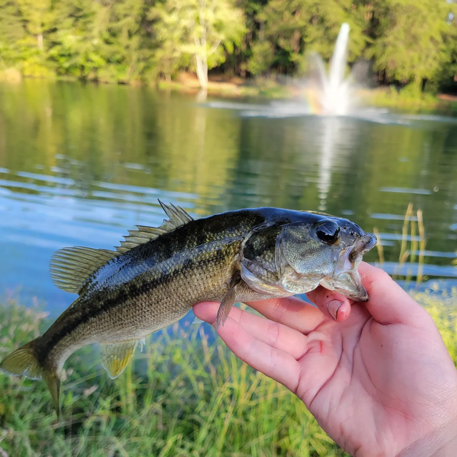 Spotted bass caught on Fishbrain