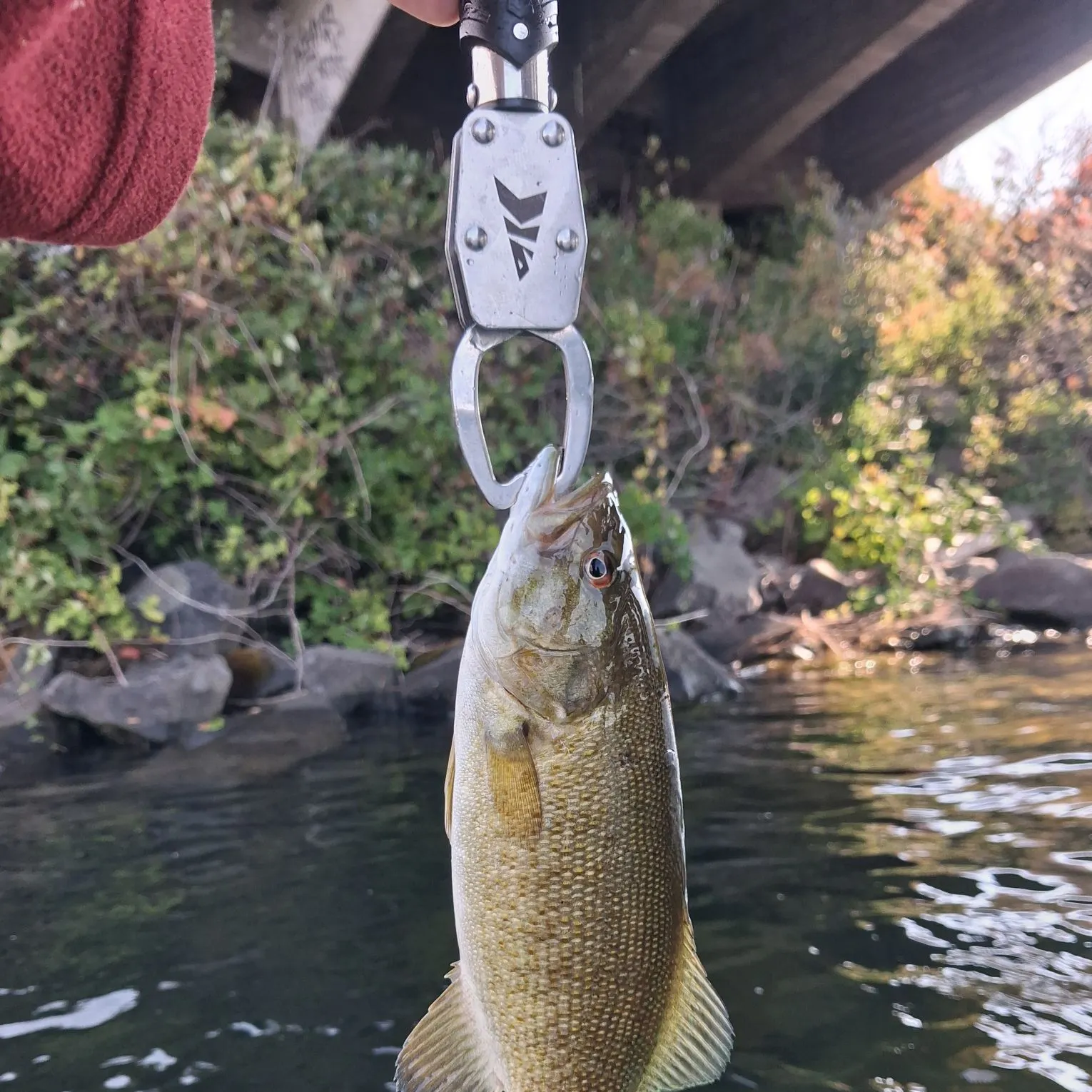 Smallmouth bass caught on Fishbrain