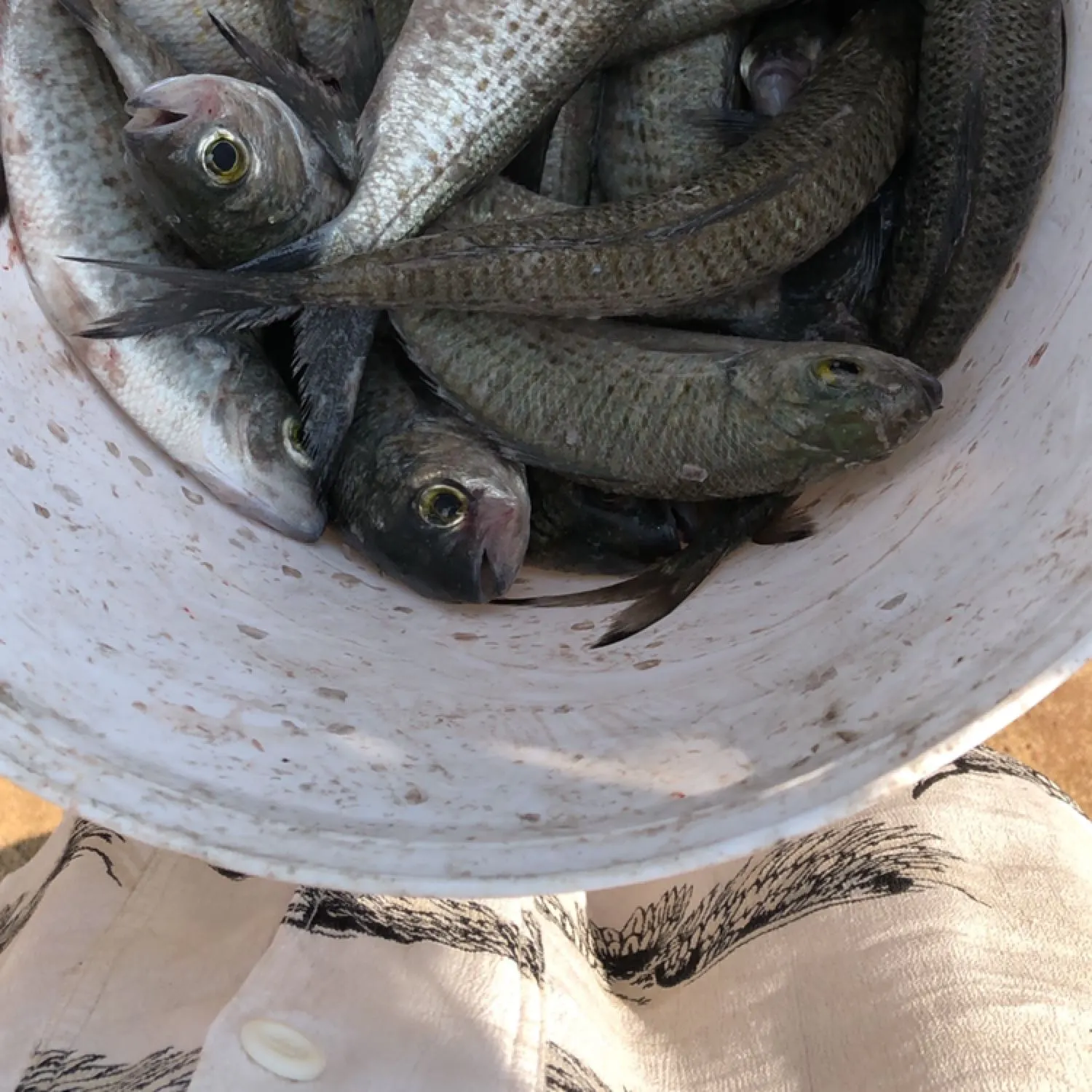 recently logged catches