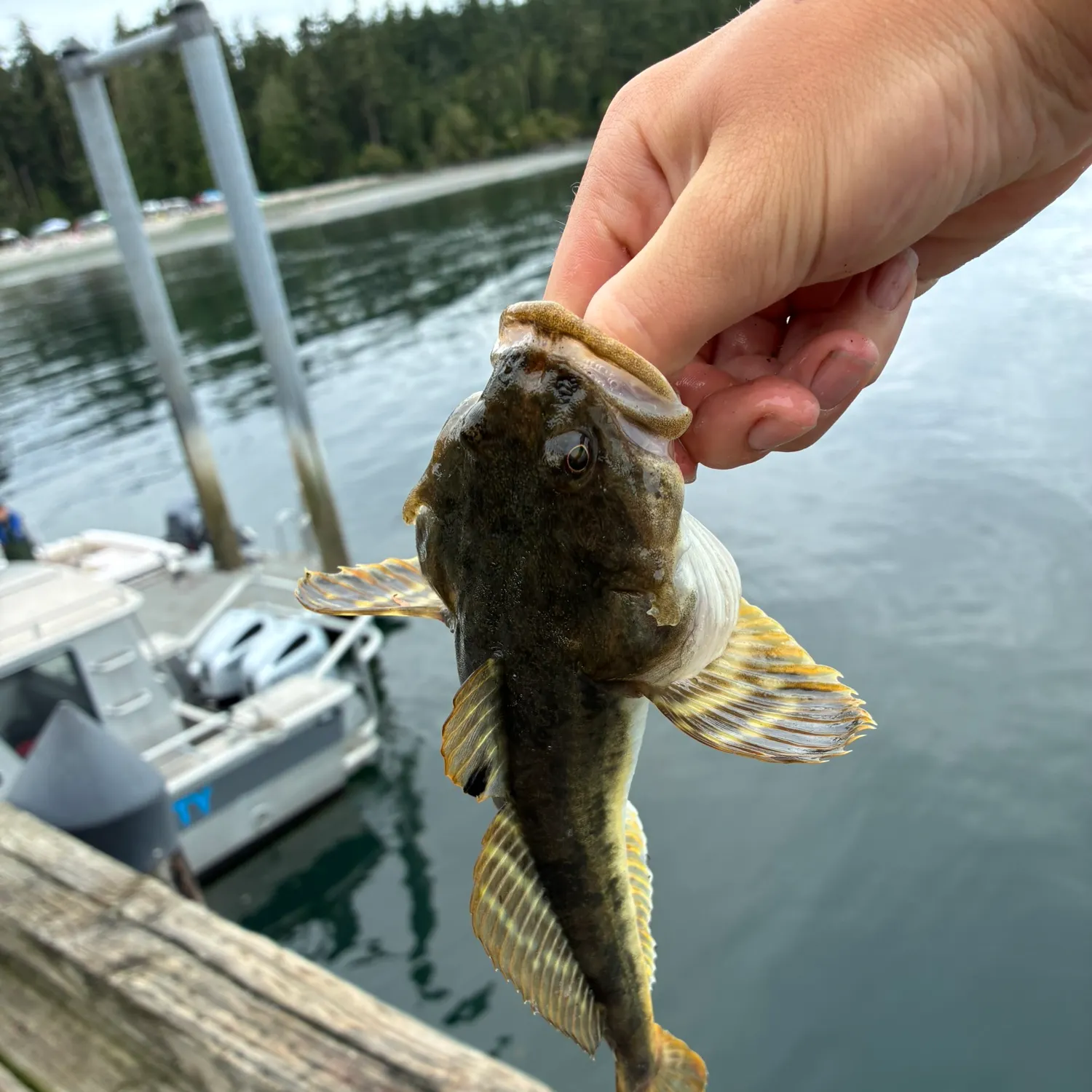 The most recent Pacific staghorn sculpin catches on Fishbrain