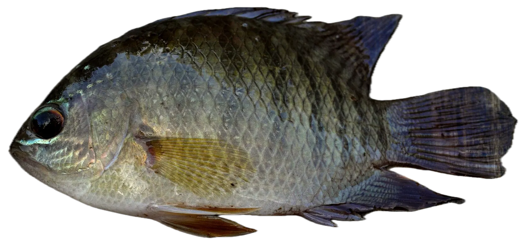 Malayan leaffish