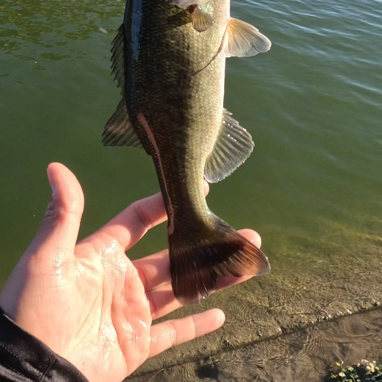 Largemouth bass caught on Fishbrain