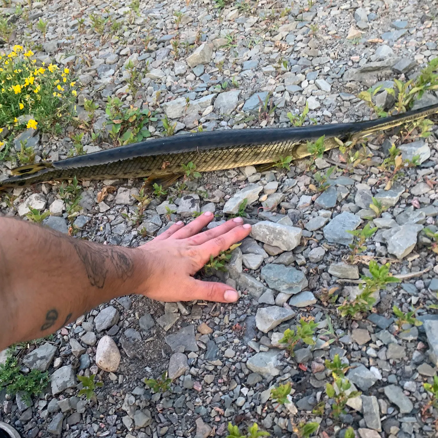 recently logged catches