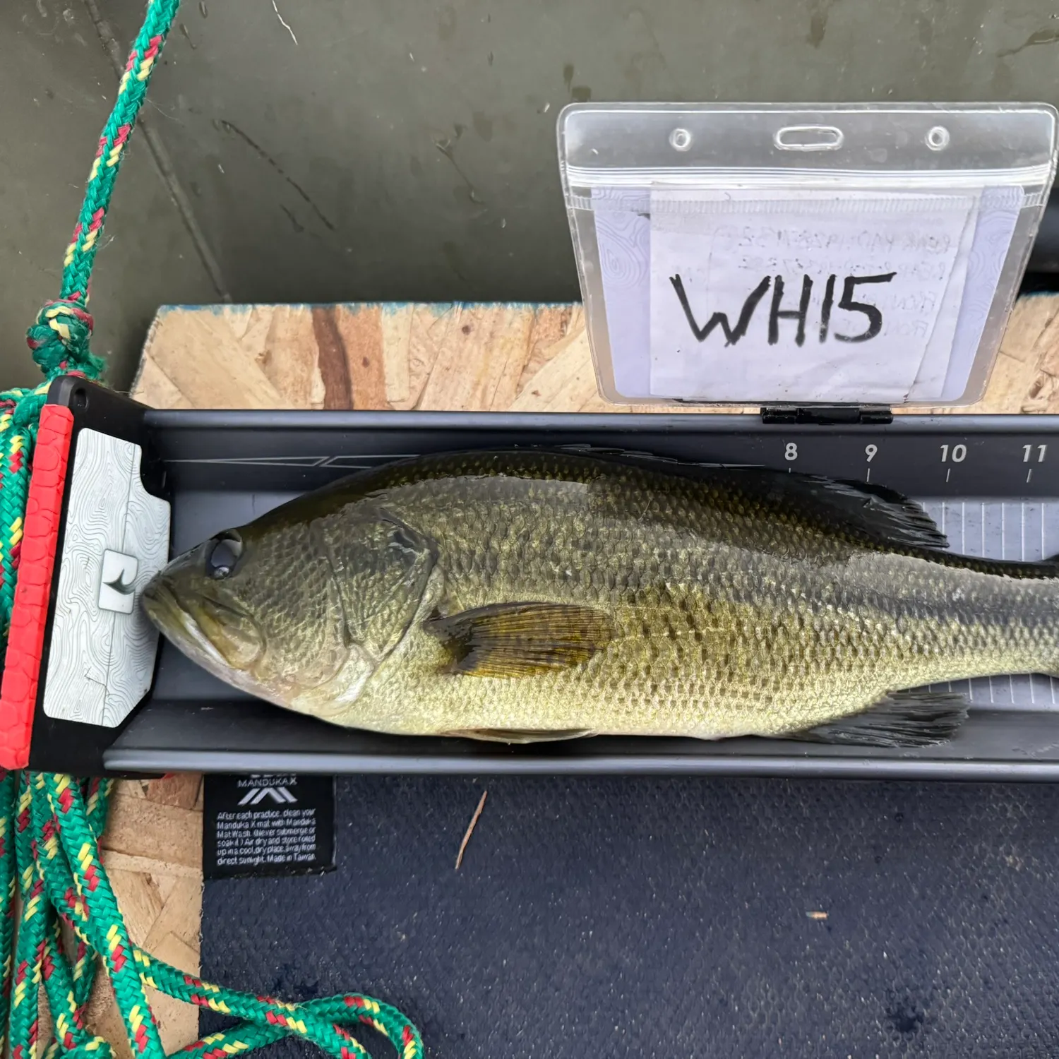 Largemouth bass caught on Fishbrain