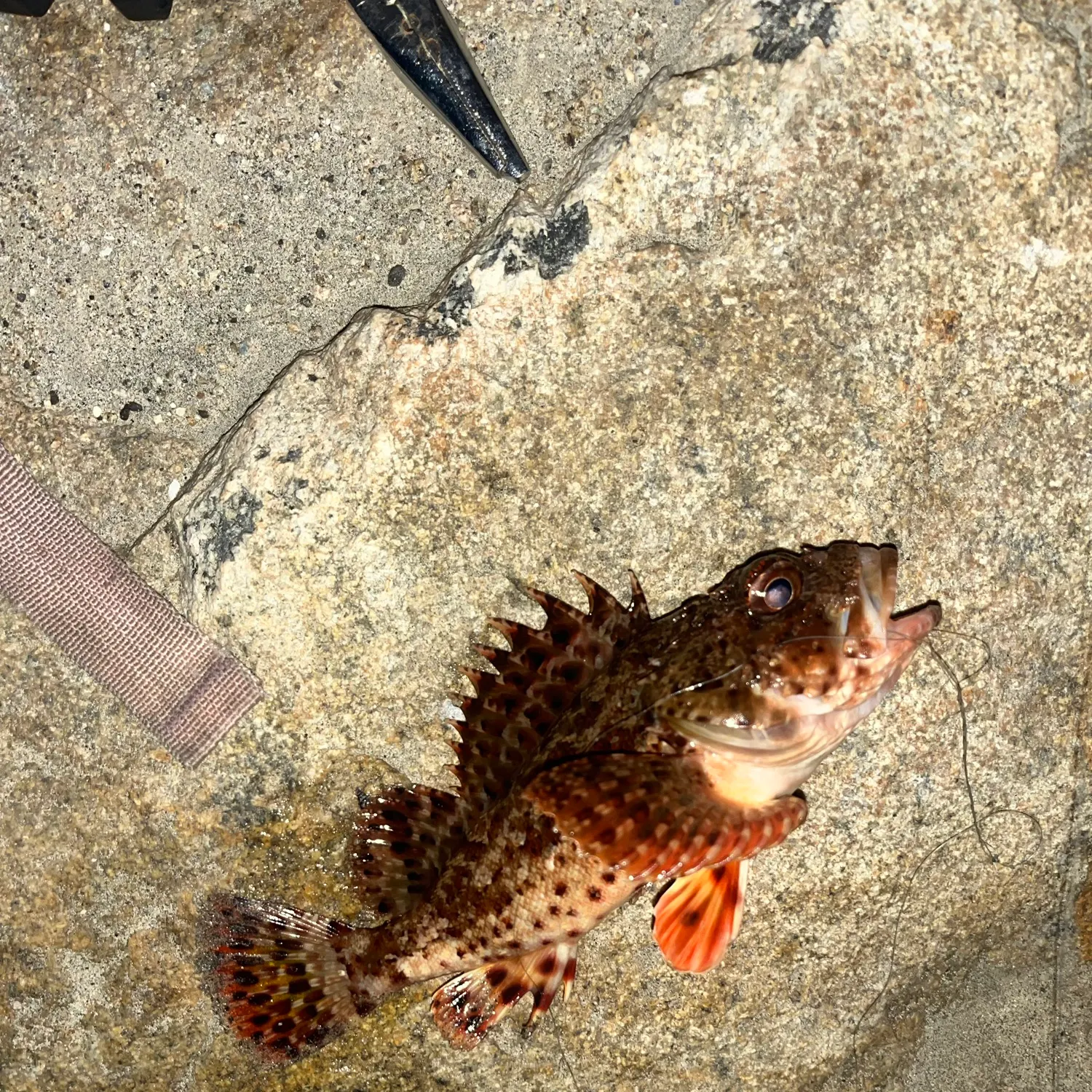 The most recent California scorpionfish catches on Fishbrain