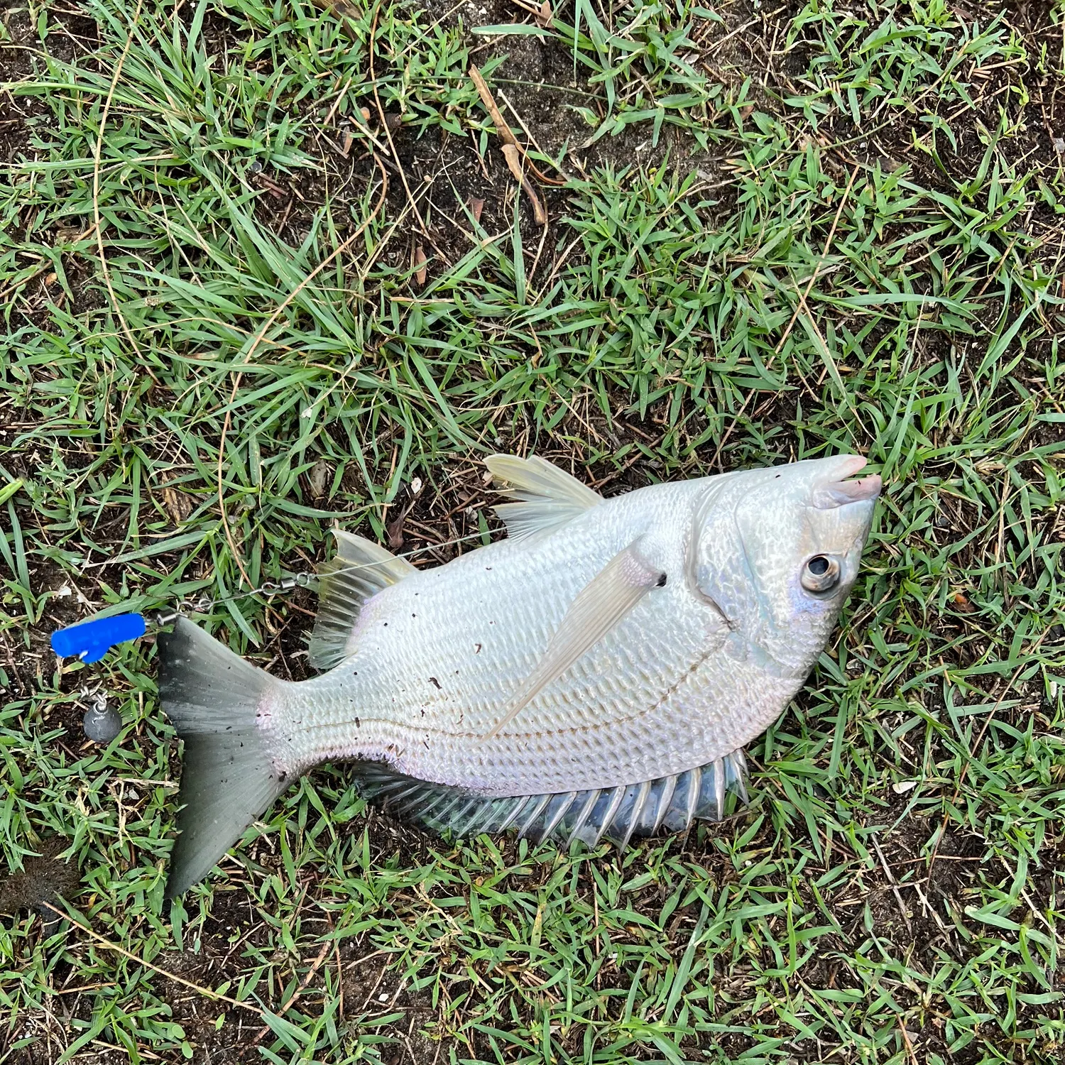 The most recent Surf bream catches on Fishbrain