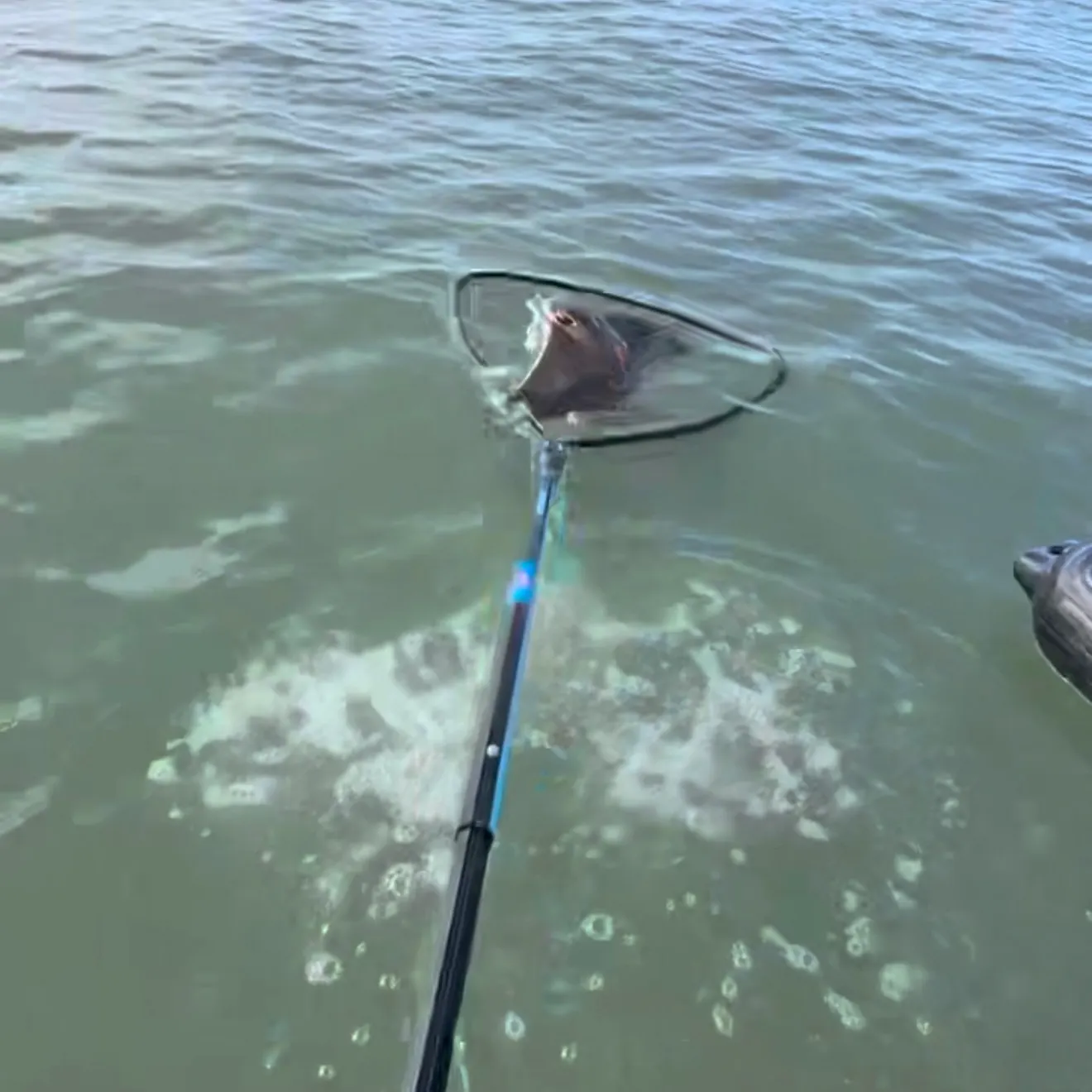 The most recent Bat eagle ray catches on Fishbrain