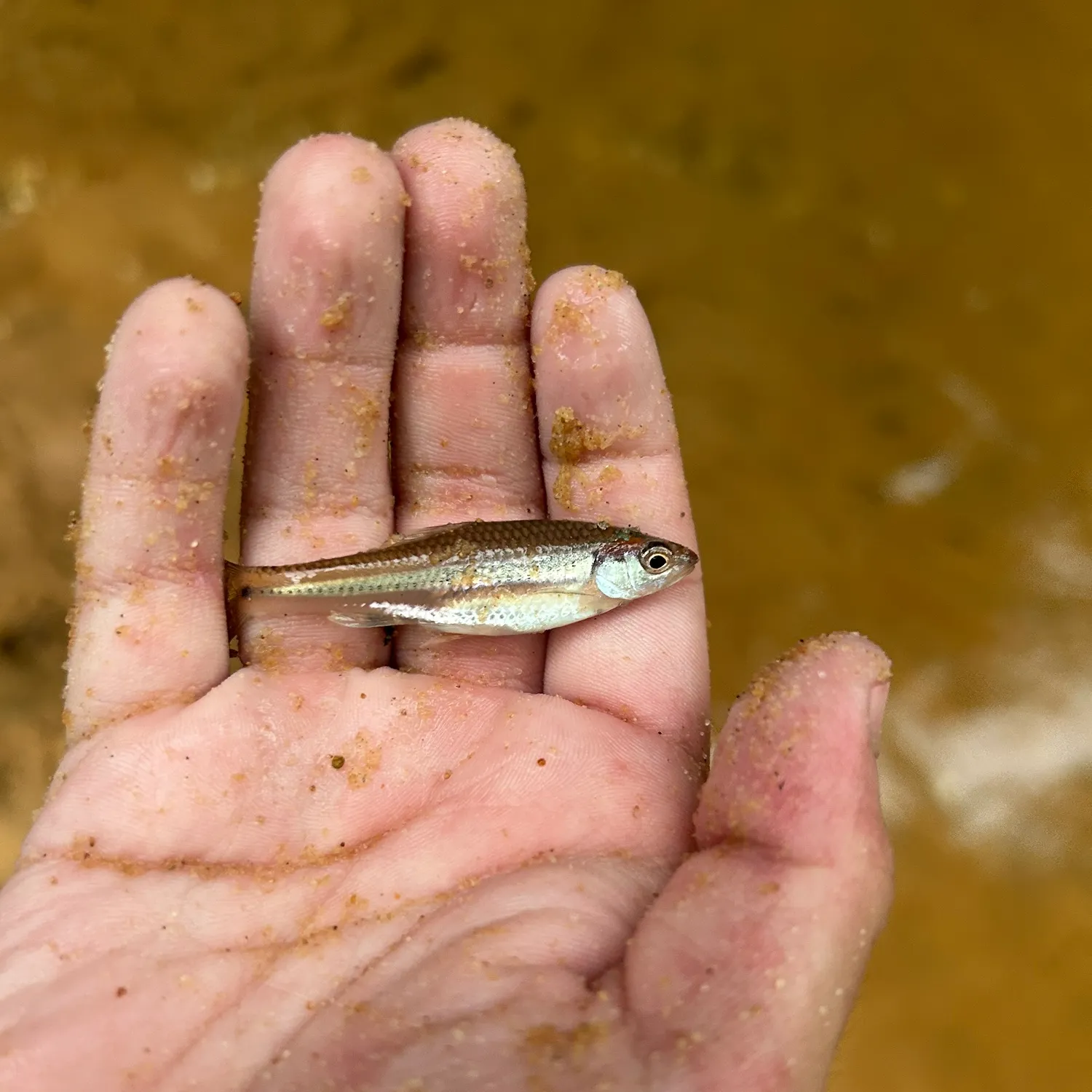 The most recent Rough shiner catches on Fishbrain