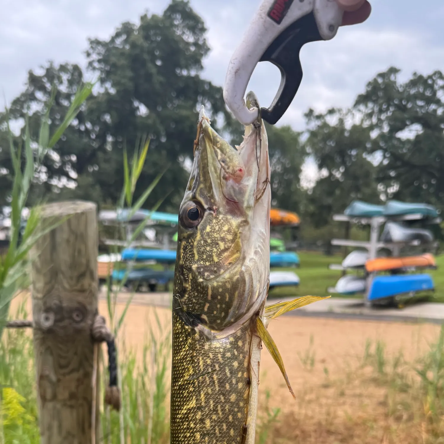 catch