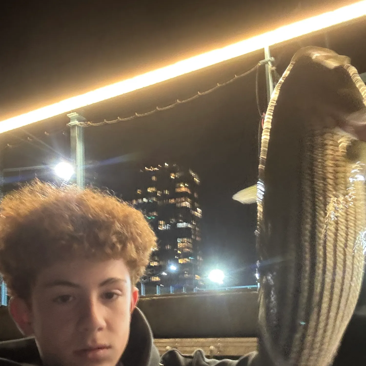 Striped bass caught on Fishbrain