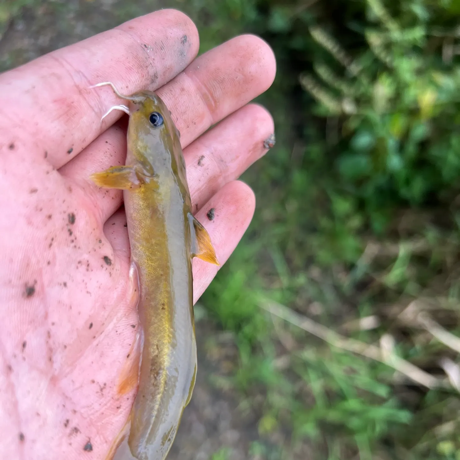 The most recent Tadpole madtom catches on Fishbrain