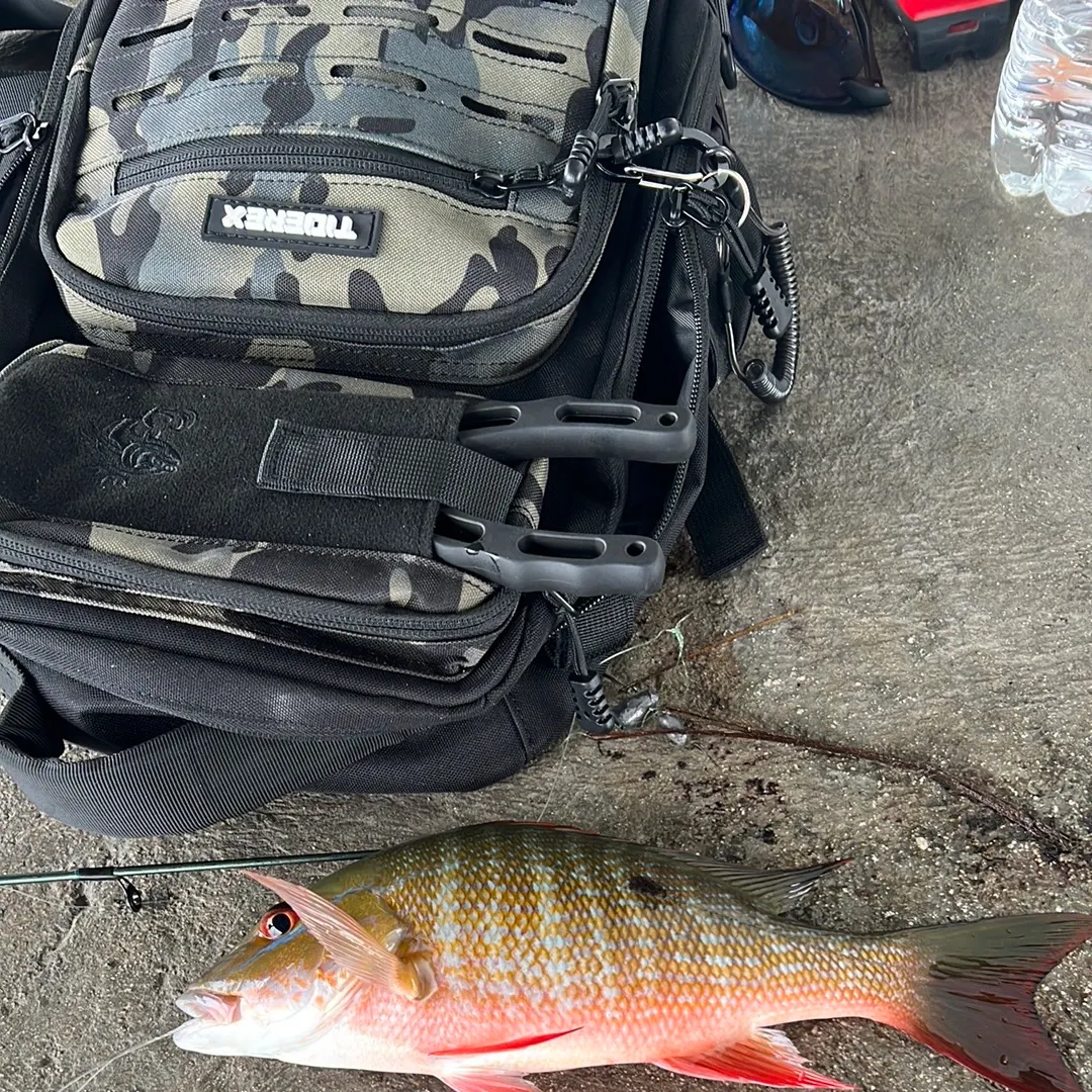 Mutton snapper caught on Fishbrain