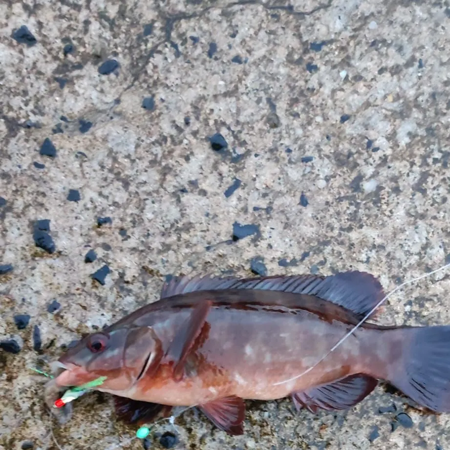 The most recent Ballan wrasse catches on Fishbrain