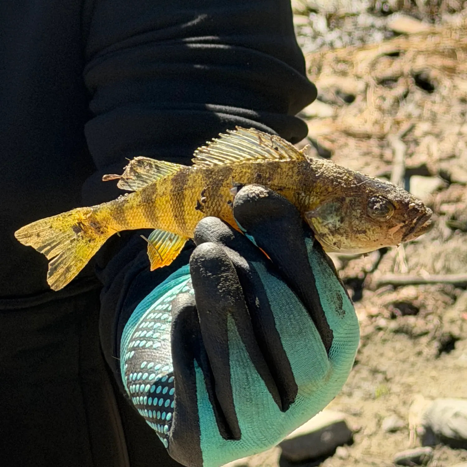 Yellow perch caught on Fishbrain