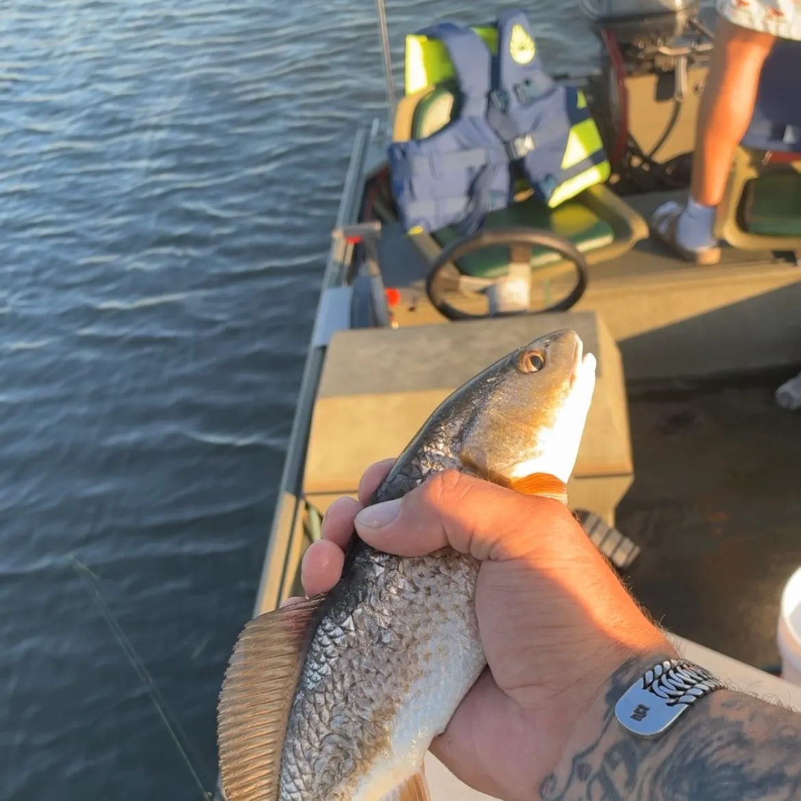 Red drum caught on Fishbrain