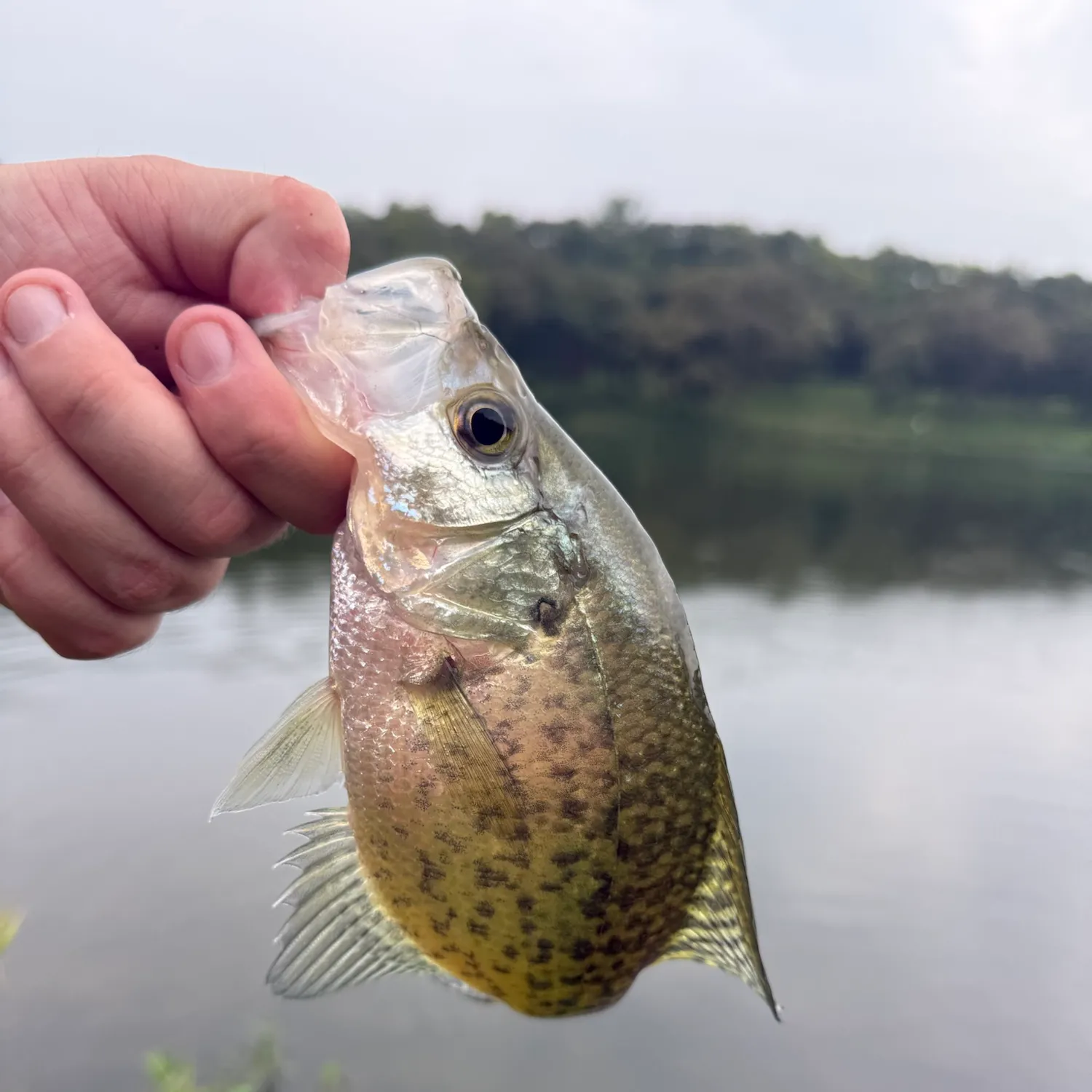 Black crappie caught on Fishbrain