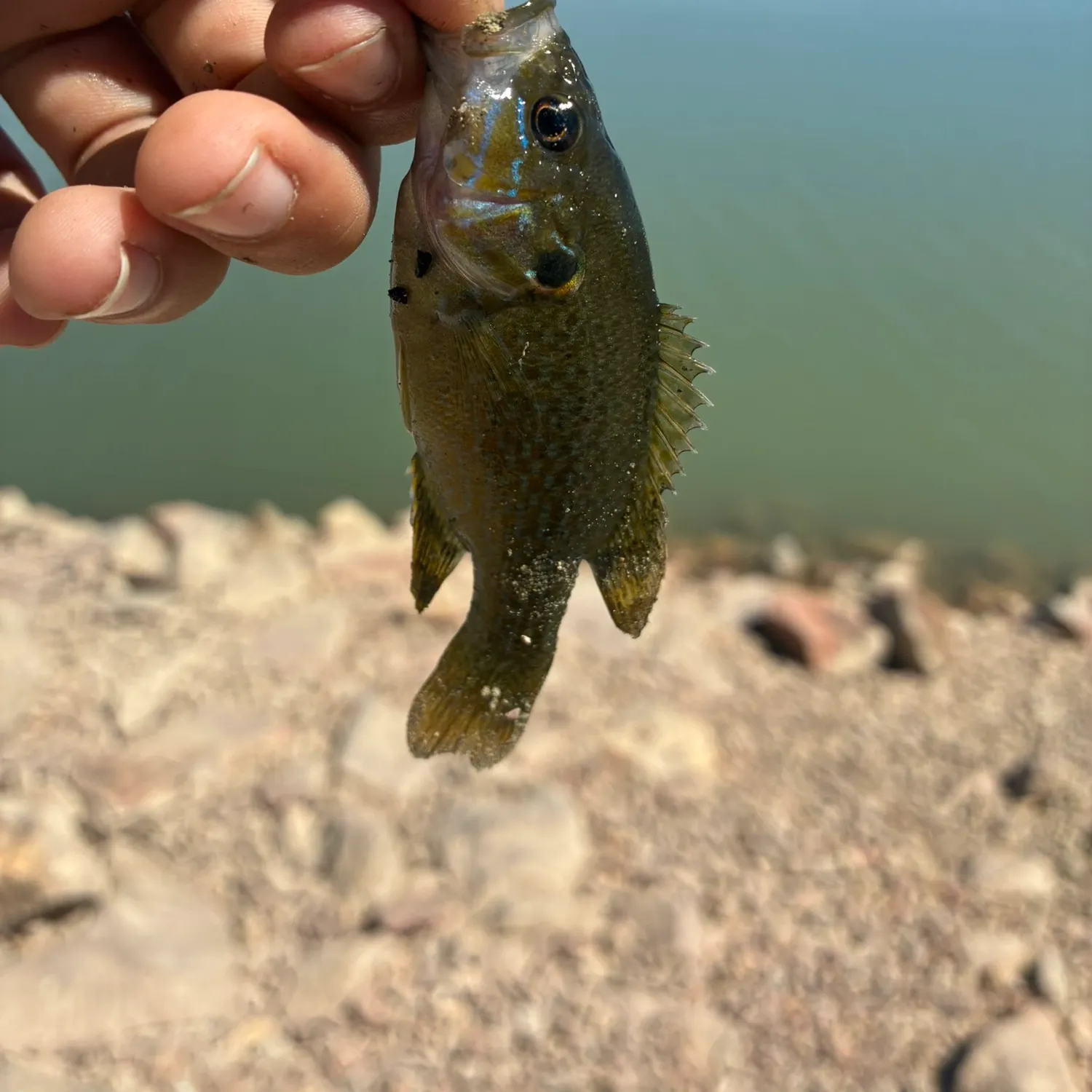 Green sunfish caught on Fishbrain