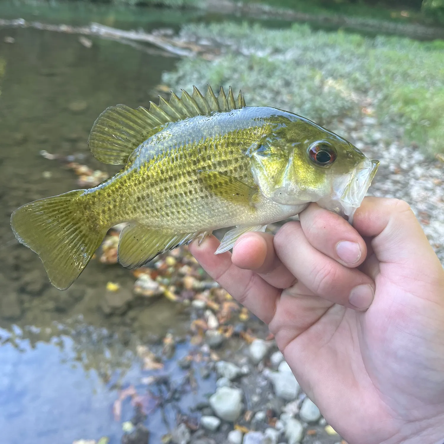 Rock bass caught on Fishbrain