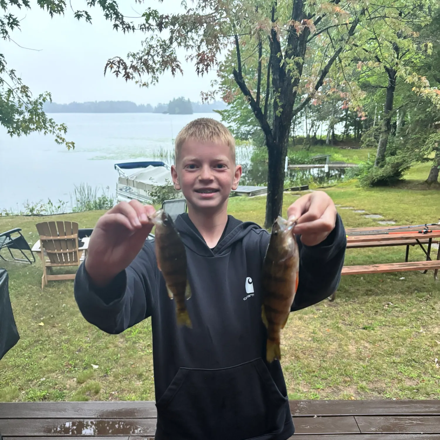 Yellow perch caught on Fishbrain