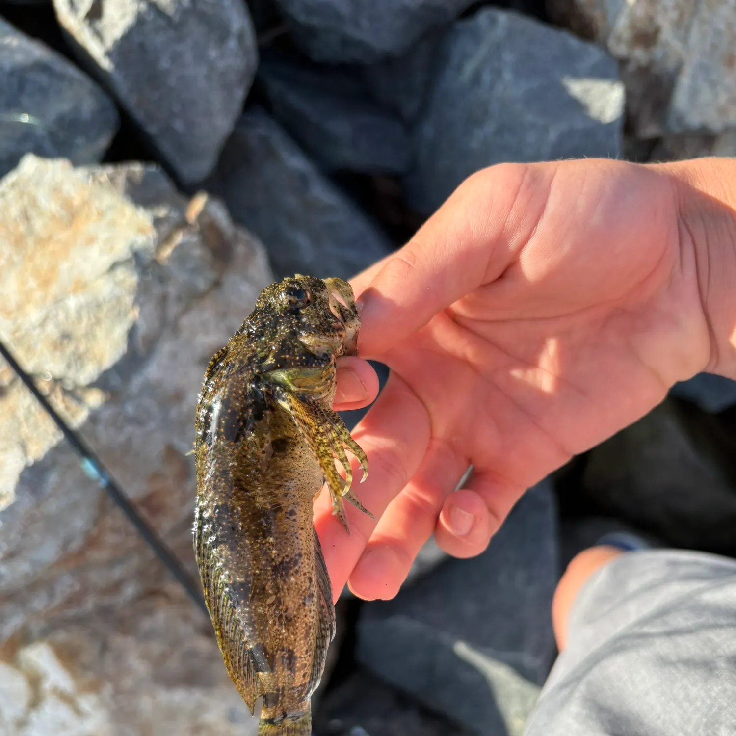The most recent Prickly sculpin catches on Fishbrain