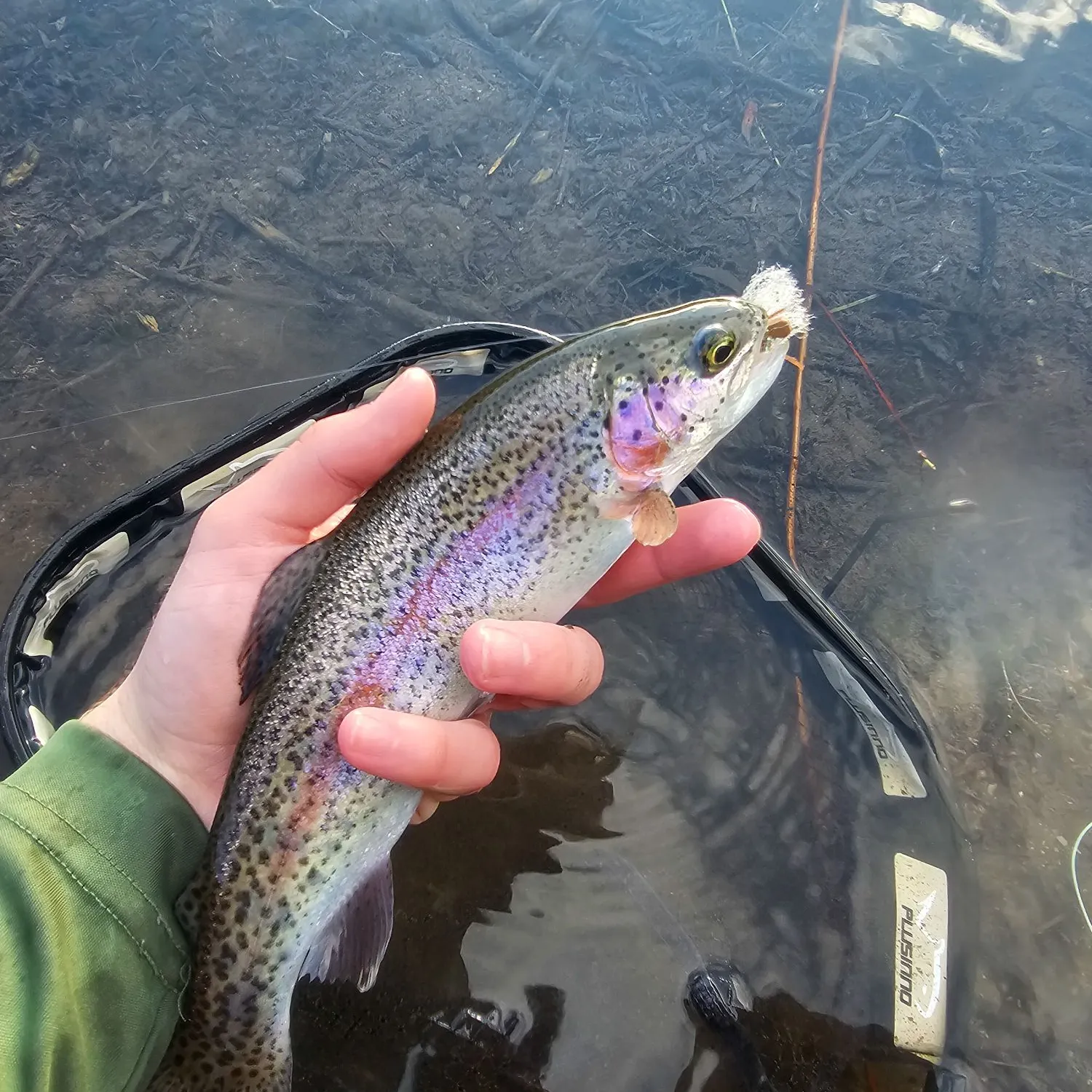 Rainbow trout caught on Fishbrain