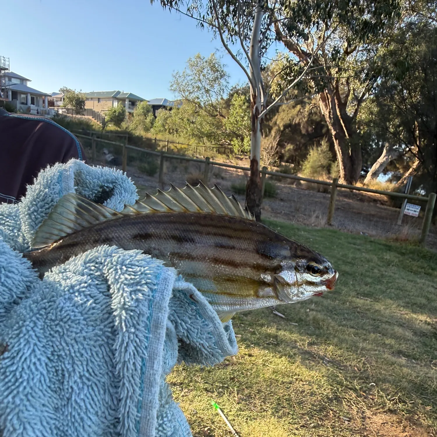 The most recent Striped whiptail catches on Fishbrain