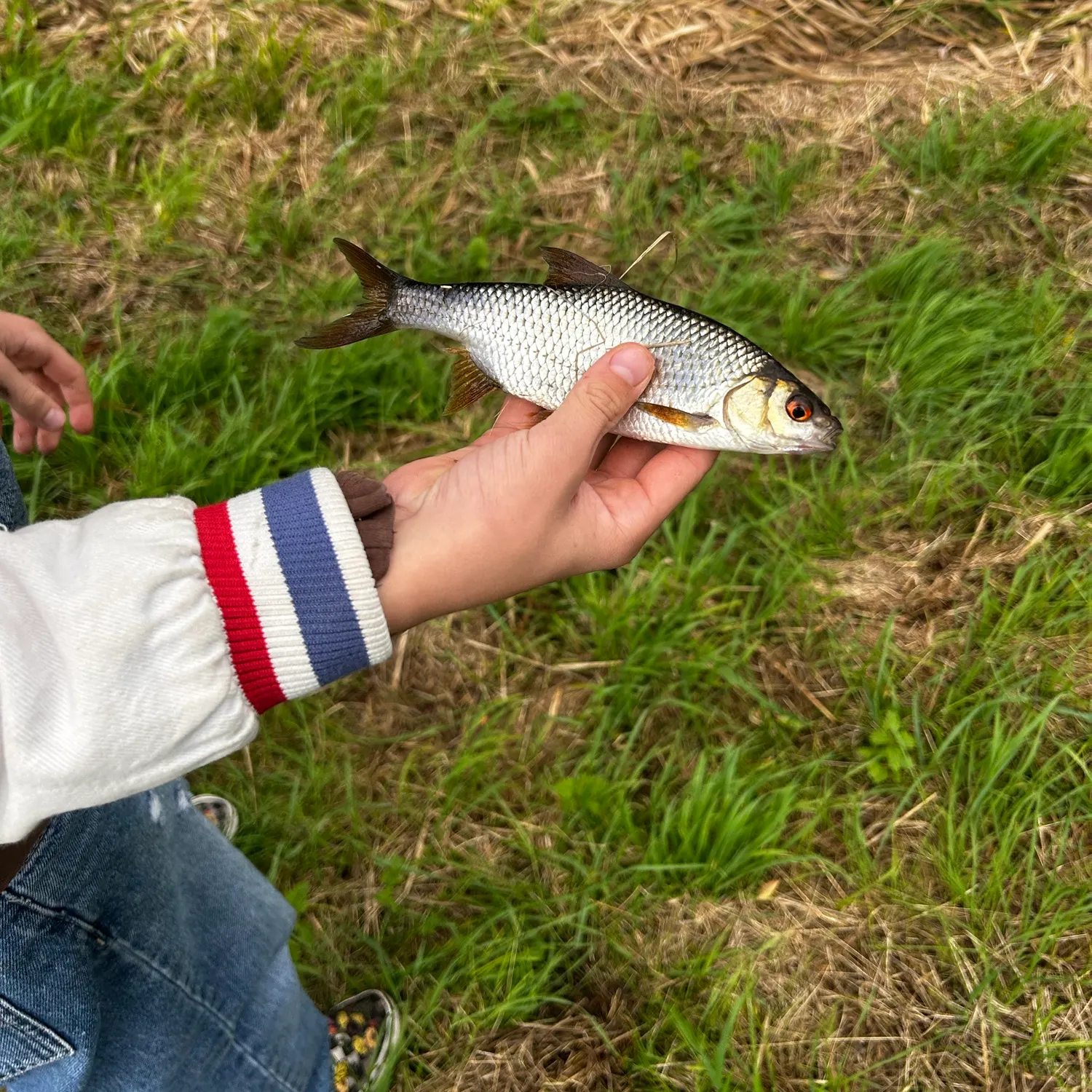 Common roach caught on Fishbrain