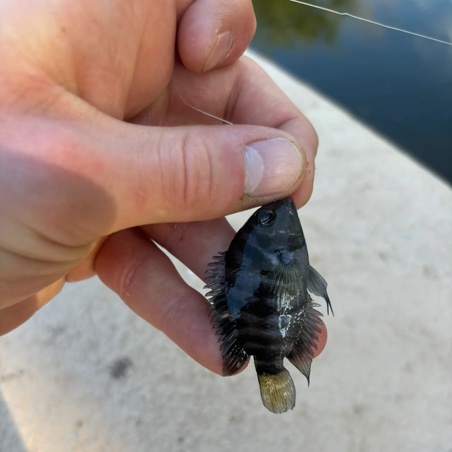 The most recent Convict cichlid catches on Fishbrain