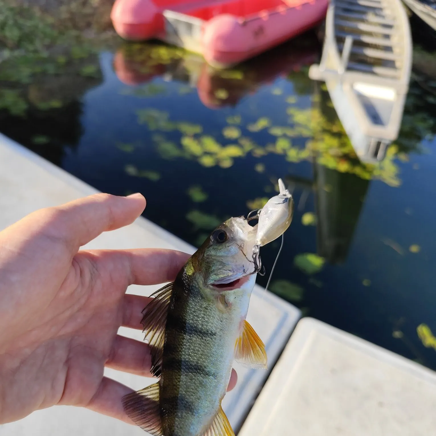 European perch caught on Fishbrain