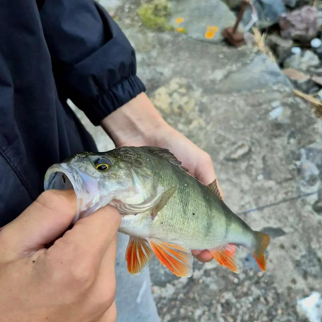 European perch caught on Fishbrain